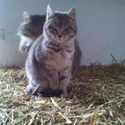 Blanding af racer Malou (lille mis)