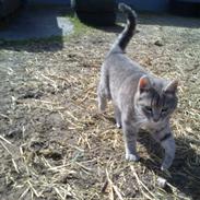 Blanding af racer Malou (lille mis)
