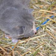 Blanding af racer Olivia •Oli•