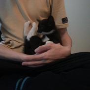 Huskat Sofus