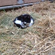 Blanding af racer Pixeline