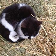 Blanding af racer Pixeline