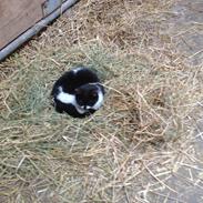 Blanding af racer Pixeline