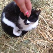 Blanding af racer Pixeline