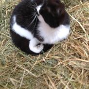 Blanding af racer Pixeline