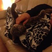 Huskat Lille Mis