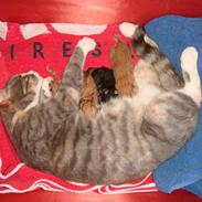 Blanding af racer Dumbo