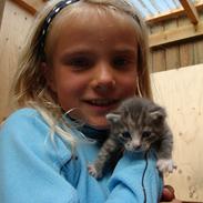 Blanding af racer Dumbo