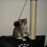 Blanding af racer Dumbo