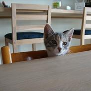 Blanding af racer Dumbo