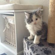 Maine Coon Gizmo