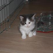 Maine Coon Gizmo