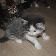 Maine Coon Gizmo