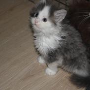 Maine Coon Gizmo