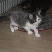 Maine Coon Gizmo