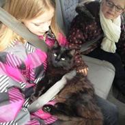 Norsk Skovkat Pjuske himmelkat