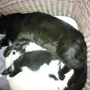 Norsk Skovkat Pjuske himmelkat