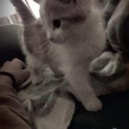 Huskat Zilvan "Himmelkat"