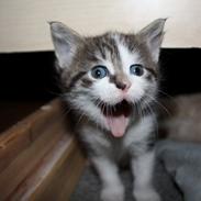 Blanding af racer Verner <3