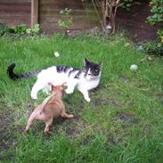 Blanding af racer Verner <3