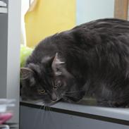 Kurilean Bobtail Yunga Murrning star