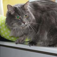 Kurilean Bobtail Yunga Murrning star