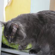 Kurilean Bobtail Yunga Murrning star