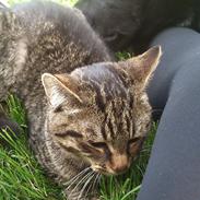 Blanding af racer Oliver Prince of Darkness II