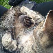 Blanding af racer Oliver Prince of Darkness II