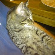 Blanding af racer Oliver Prince of Darkness II