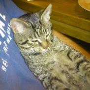 Blanding af racer Oliver Prince of Darkness II