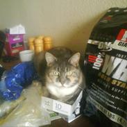 Huskat Sille