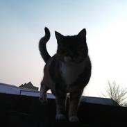 Huskat Sille