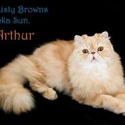 Perser Misty Brown' s Inka Sun (Arthur)