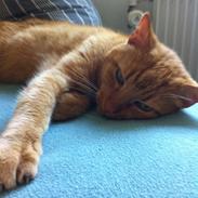 Blanding af racer LilleFod