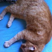 Blanding af racer LilleFod