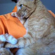 Blanding af racer LilleFod