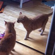 Blanding af racer LilleFod