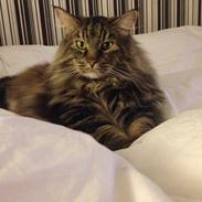 Norsk Skovkat Brandur