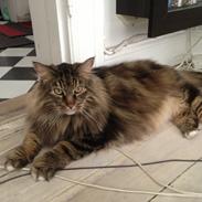 Norsk Skovkat Brandur