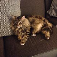 Norsk Skovkat Brandur