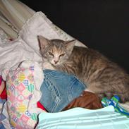 Blanding af racer Dumbo