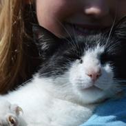 Blanding af racer (UDEKATTEN) SortePer