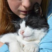 Blanding af racer (UDEKATTEN) SortePer