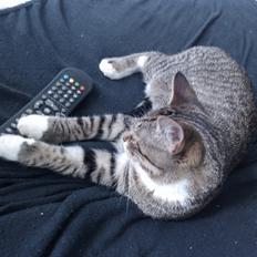 Huskat Agent CHILI Knorhår