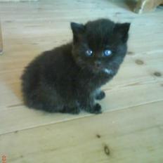 Blanding af racer Børge <3