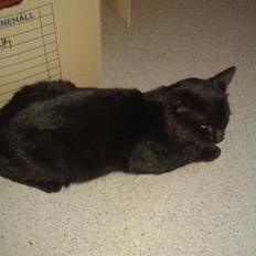 Blanding af racer Børge <3