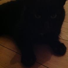 Blanding af racer Børge <3