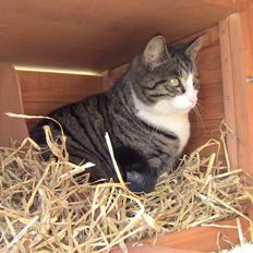 Blanding af racer Sovefisen