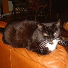 Huskat Lucky *Mit et og alt* R.I.P